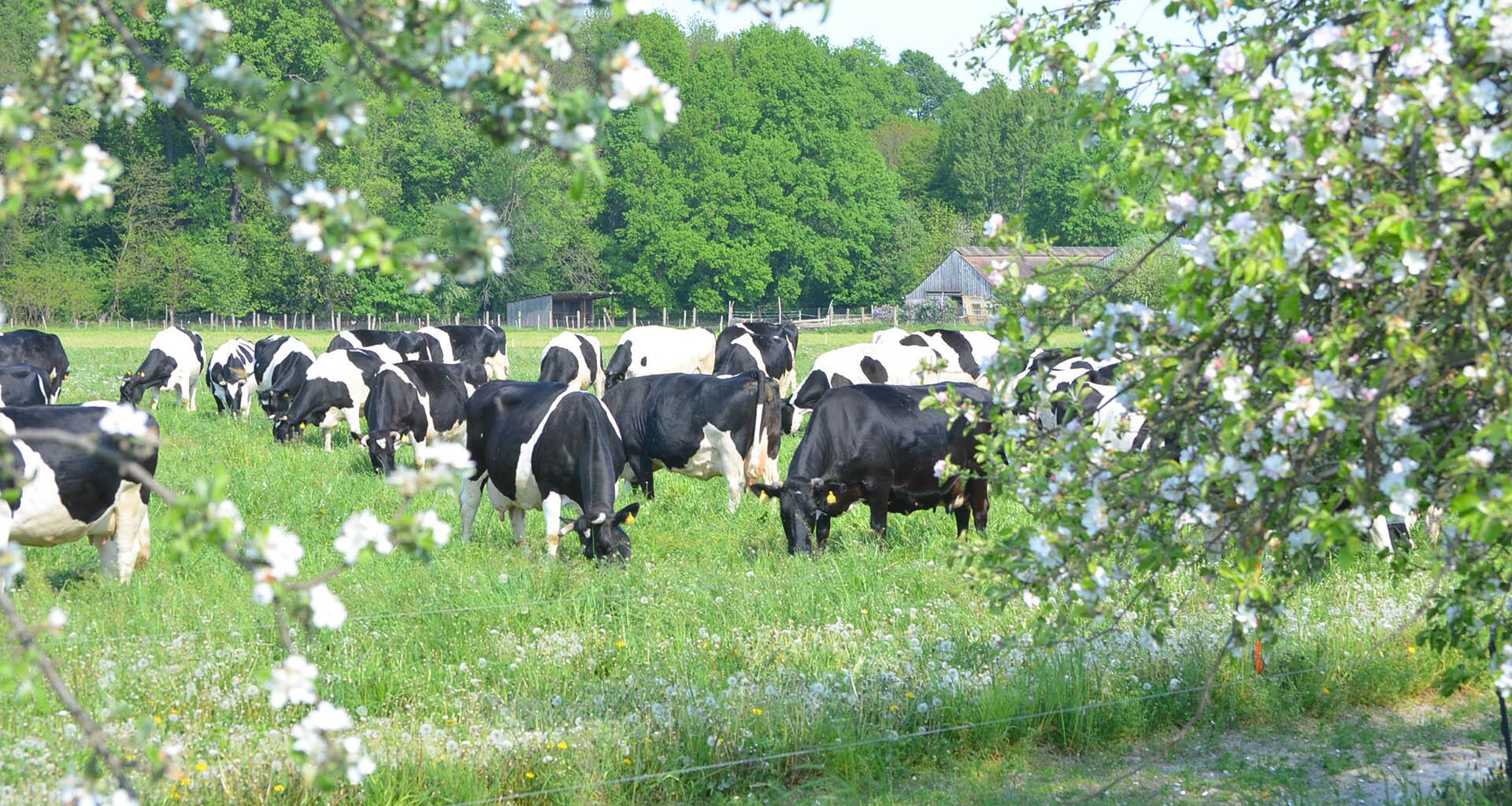 Kühe auf Wiese mit blühenden Obstbäumen