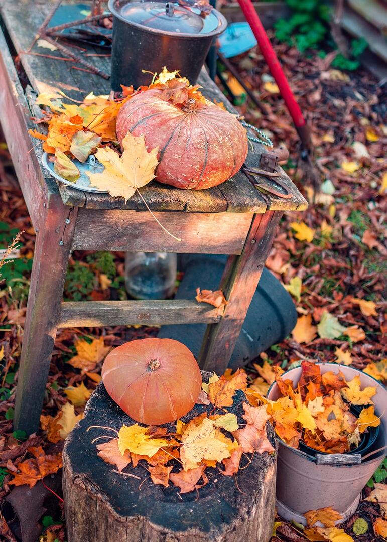 Kürbisse mit Herbstlaub